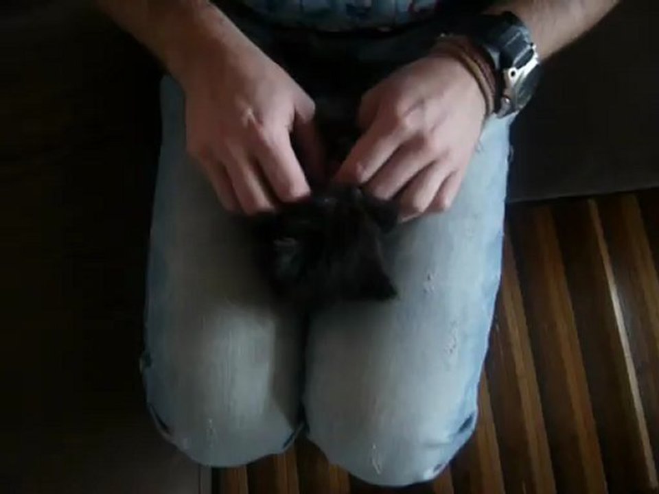 LOLIE chaton