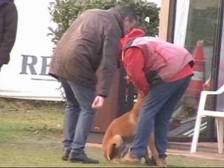 Brevet en ring d'Emilio & de son chien FURY du Paradis d'Orsy