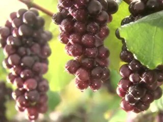 the_vineyard_man_-_10_part_2