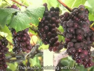 the_vineyard_man_-_12_part_1