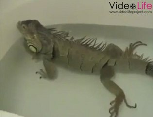 Sudaki iguana gaz kaçırırsa