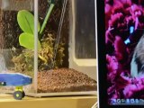Miniature Orchid Desktop Vivarium (Kickstarter Project)