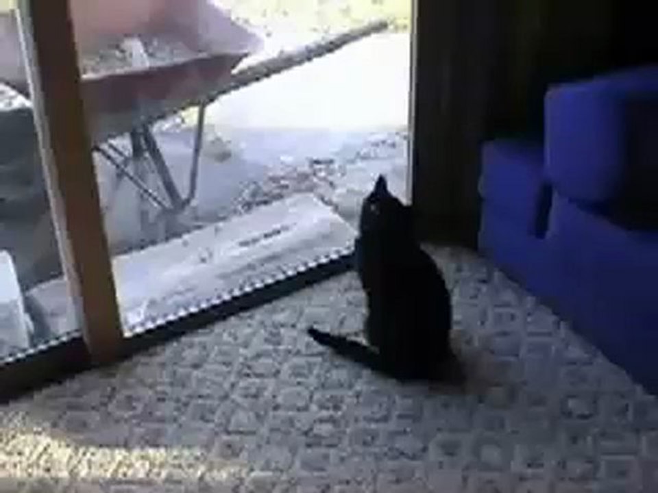 Stupid Guy Yell At His cats