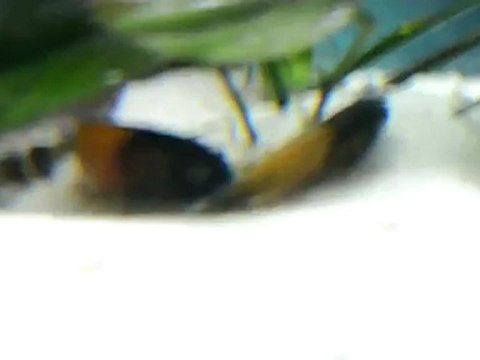 bemba gold o.b çiftleşme 1