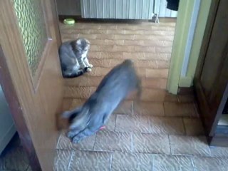 mon chat yzatis et son compagnon khéops