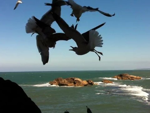 Les mouettes, Essaouira