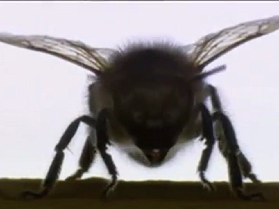 ABEJAS INVASORAS [DOCUMENTAL DISCOVERY CHANNEL] BY TAH-DRJ