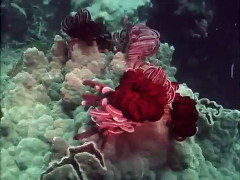 Testépítes  - David Attenborough: Élet a Földön 2/13