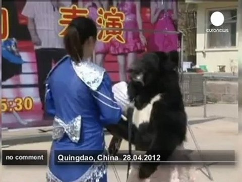 Chine, Des ours pour amuser la visiteurs... - no comment