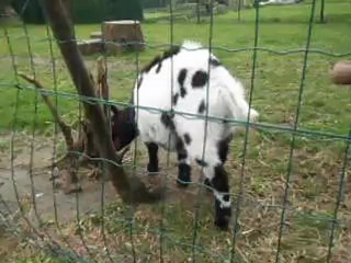 Biquet - 26 avril 2012