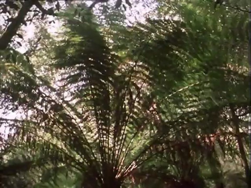 Első erdő  - David Attenborough: Élet a Földön 3/13