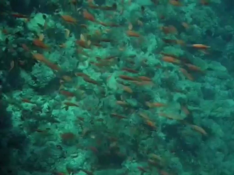 Vizek meghódítása - David Attenborough: Élet a Földön 5/13
