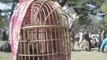 Crowds converge for Kabul's fighting animals