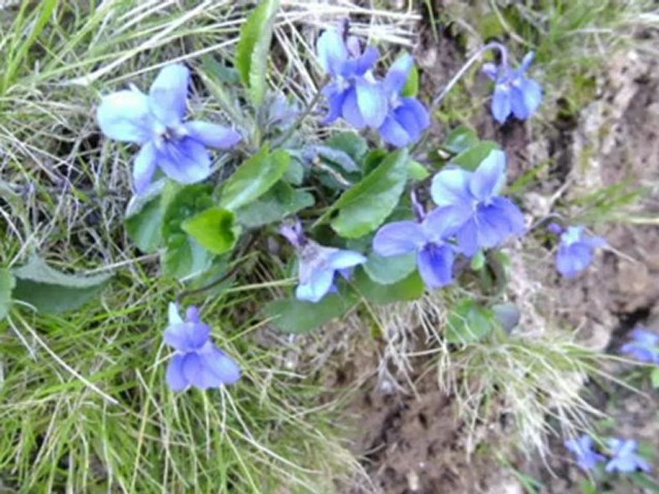 chanson corse avec de très belles images de la corse