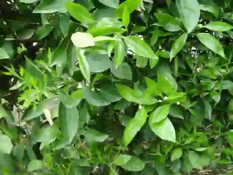 secan fort uygulamasından 10 gün sonra 2012