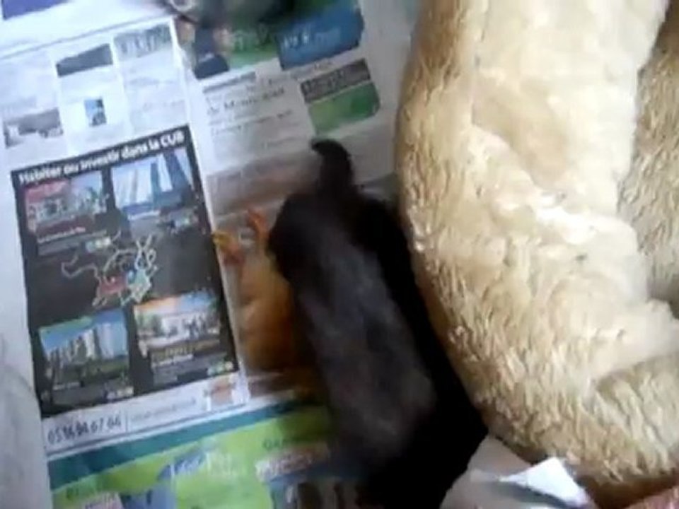 SOCKET mon nouveau furet !