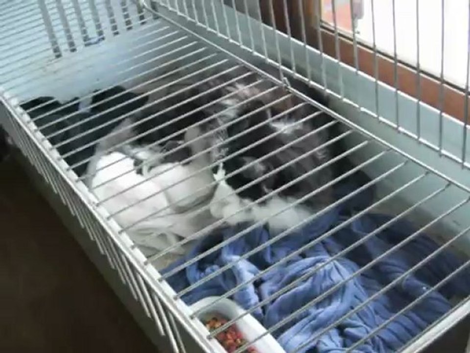 Minette et ses 3 bbs