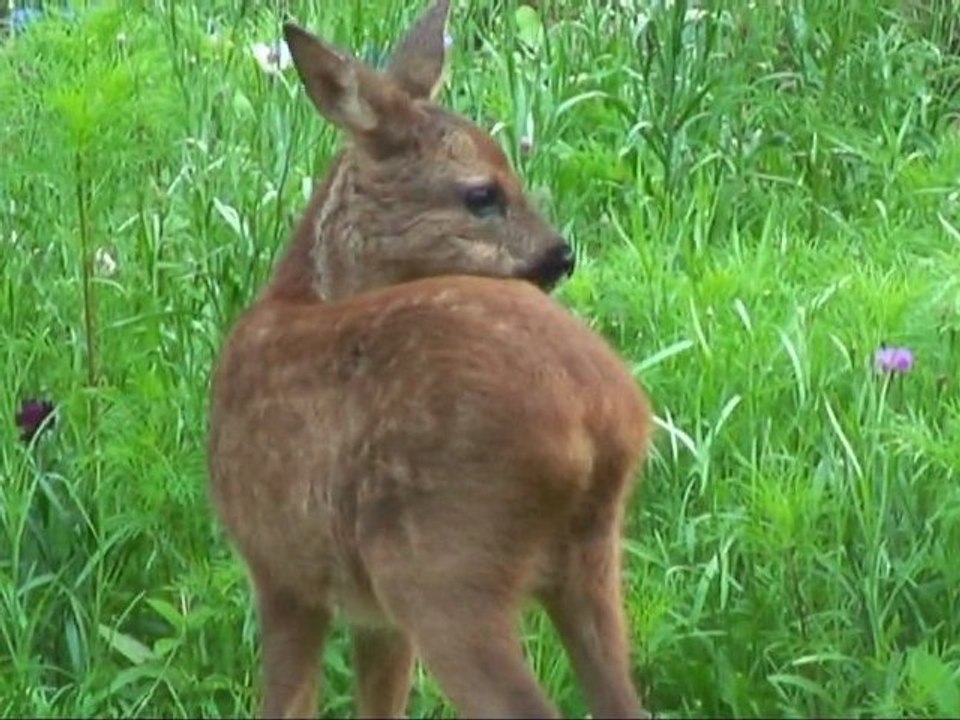 Le bonheur est dans le bois