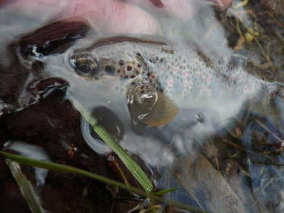 peche de la truite au toc sur un ruisseau