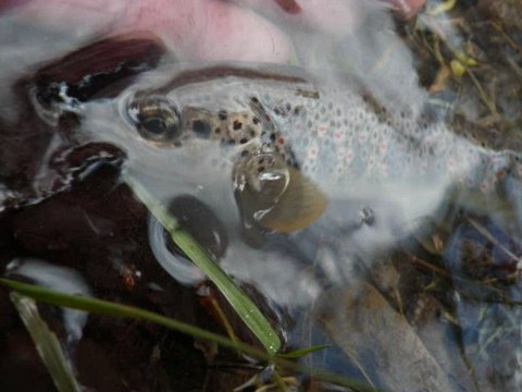 peche de la truite au toc sur un ruisseau
