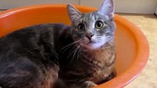 Cat.MOV