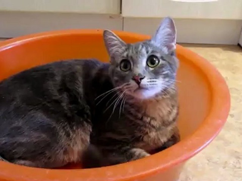 Cat.MOV
