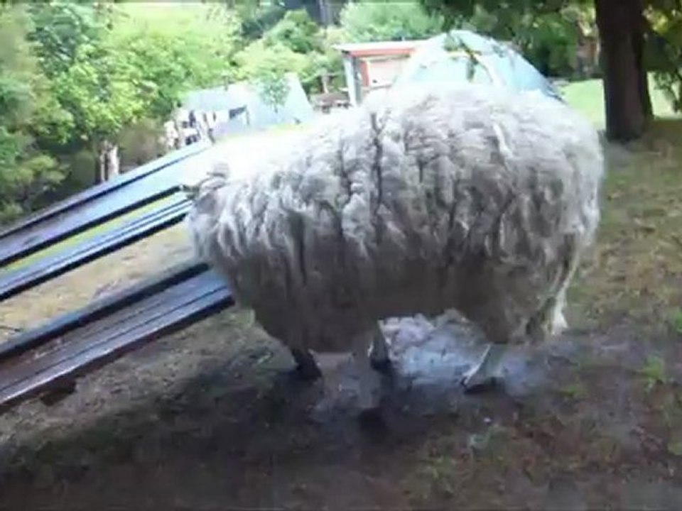 John having a scratch, Akaroa, NZ 2012