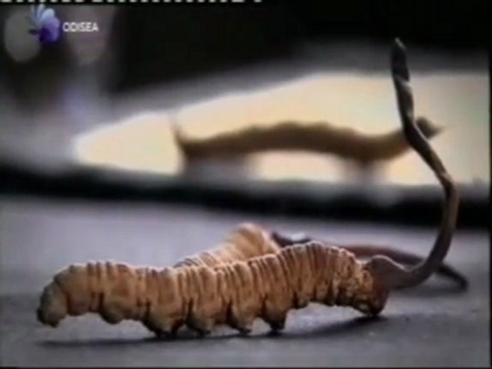 Cordyceps Sinensis: Medicina tradicional china