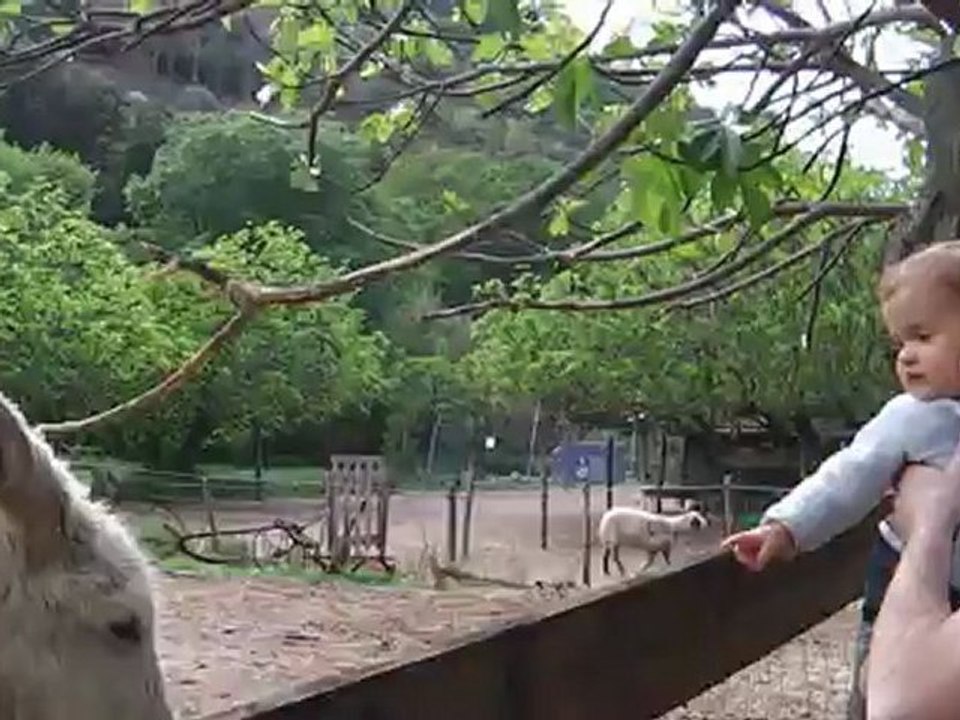 Elise et les ânes