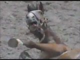 Rodeio: Cuidado, cenas fortes. - O vídeo mostra maus tratos a animais e mortes na arena