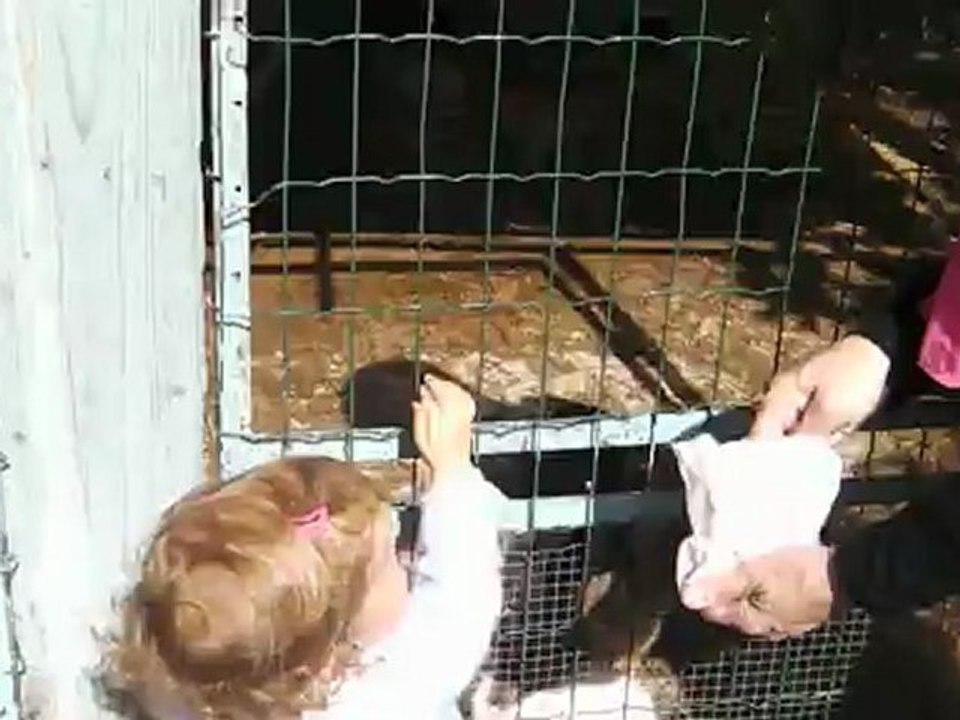Elise et les petits lapins