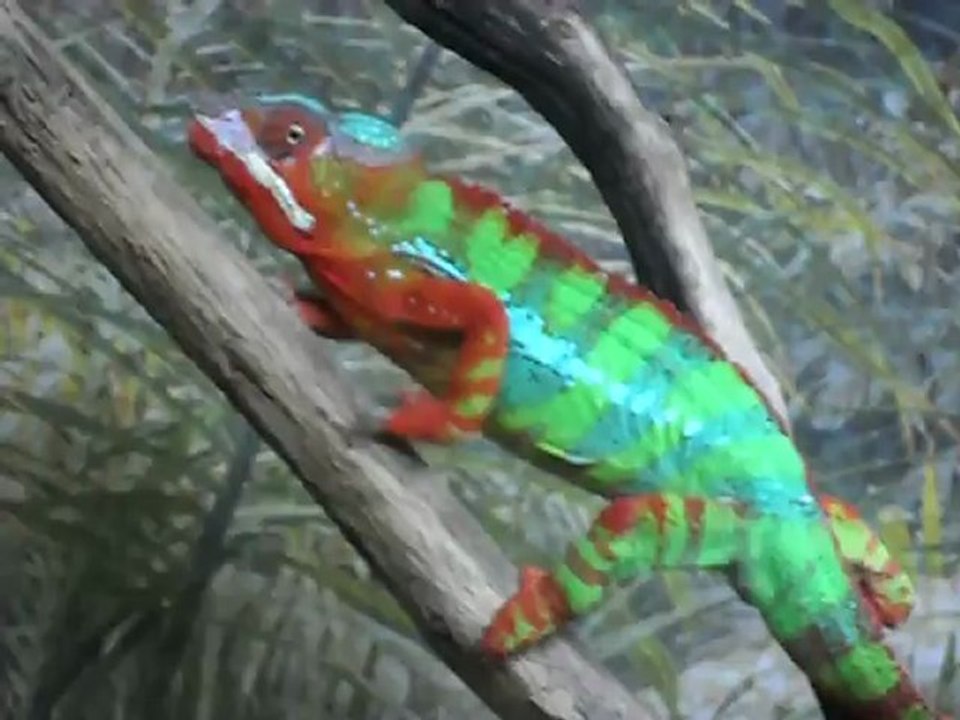 Alligator bay