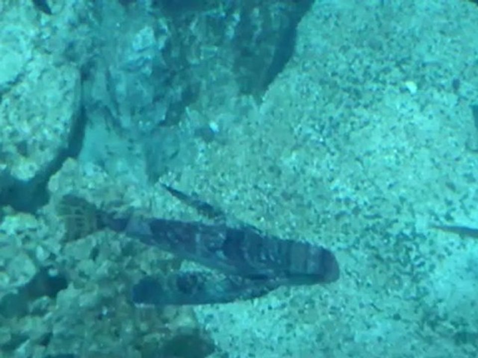 Aquarium de Lyon (Visite entière)