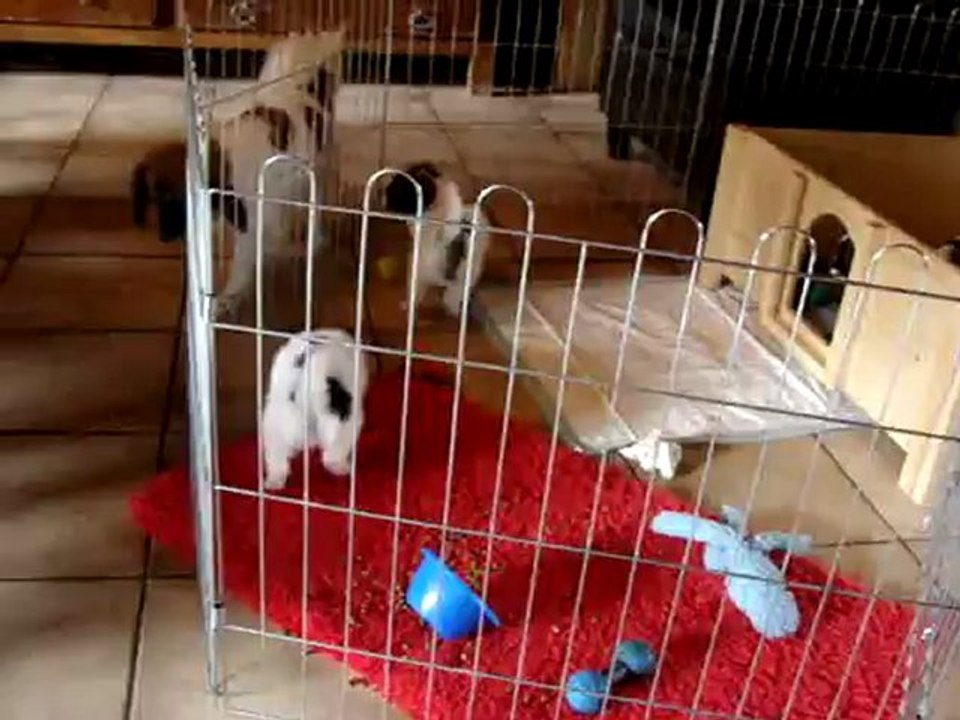 phalènes de 5 semaines