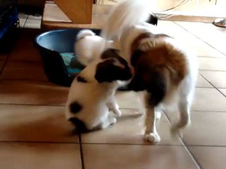 phalènes un peu plus de 5 semaines