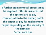 Caring for Carpets in a Rental Property