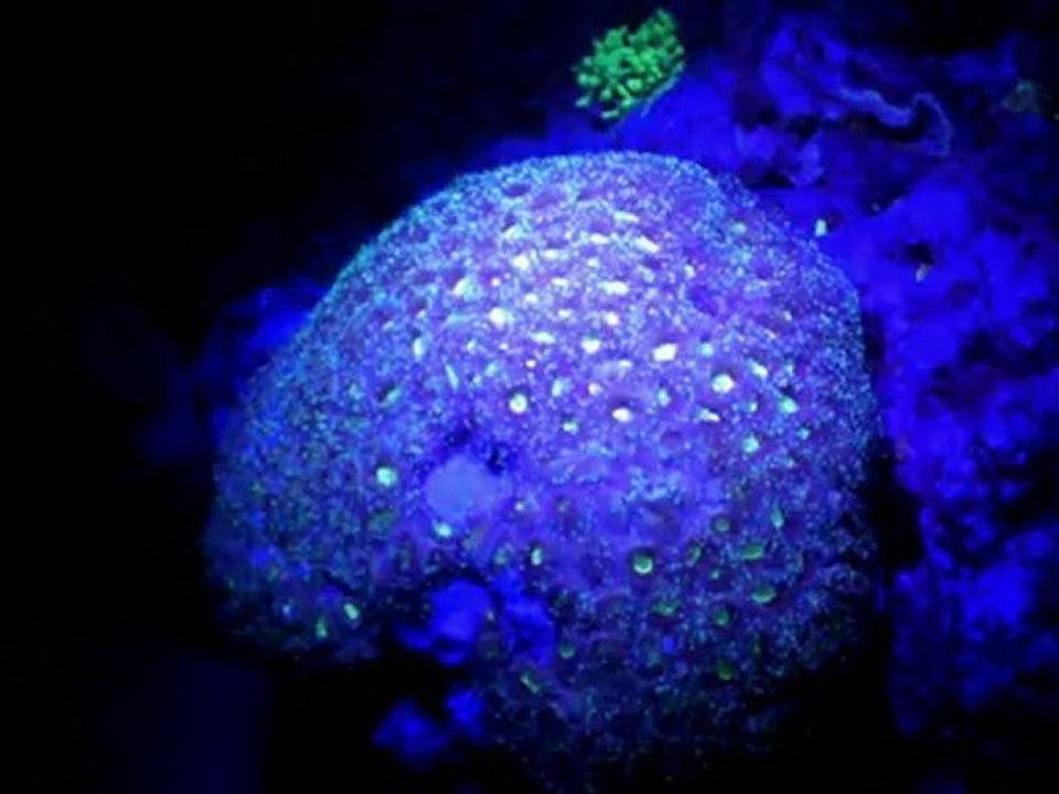 Fluorescence