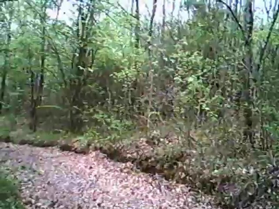 gringo sur le pied, élite rameute