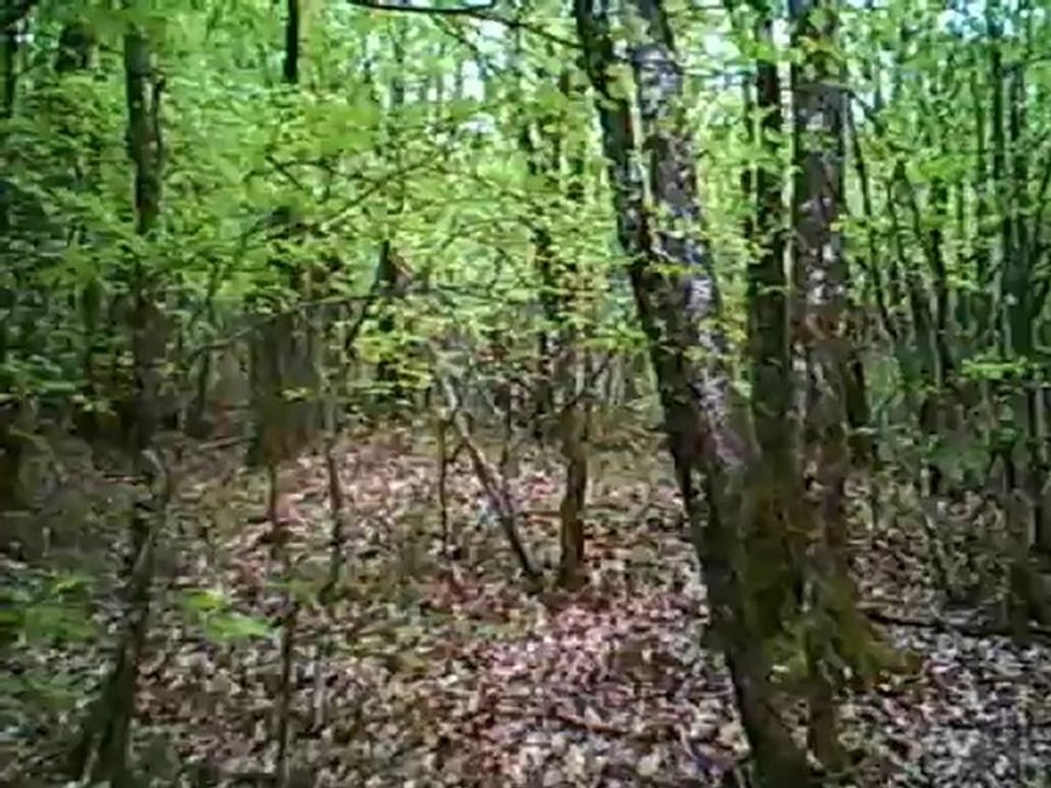 2 sangliers débinés écoutent les chiens Littre