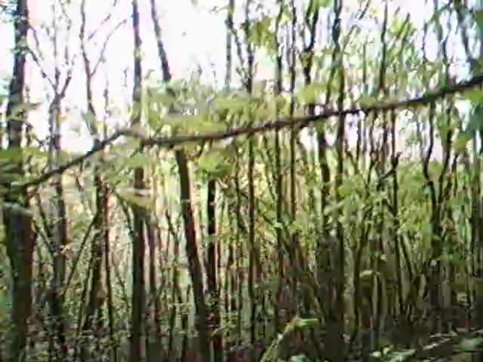 deux sangliers vus devant les chiens