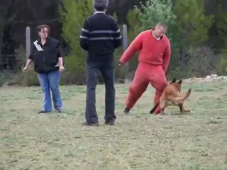 ENKI des Apache du Pomeroi  Ring I VELAUX