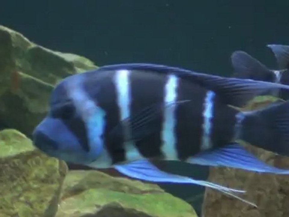 2012-04-29 - Fishroom