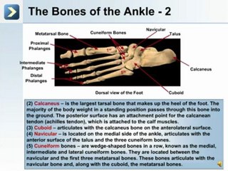 The Skeletal System 2 - What are the Bones of the Lower Extremity