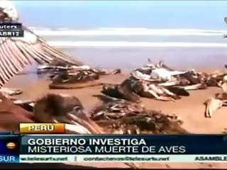 Perú: 900 pelícanos murieron, presuntamente por un virus