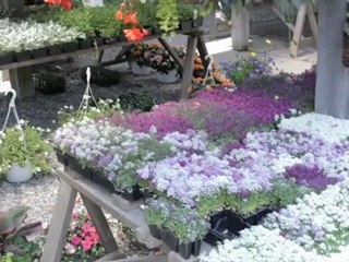 Garden Centres Newmarket Aurora Snowball Garden Centre ...