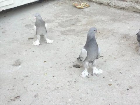 ankara oyun kuşları