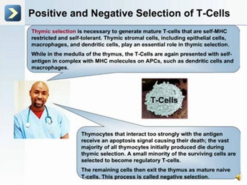 Immunity and The Lymphatic System - Part 2 of 2
