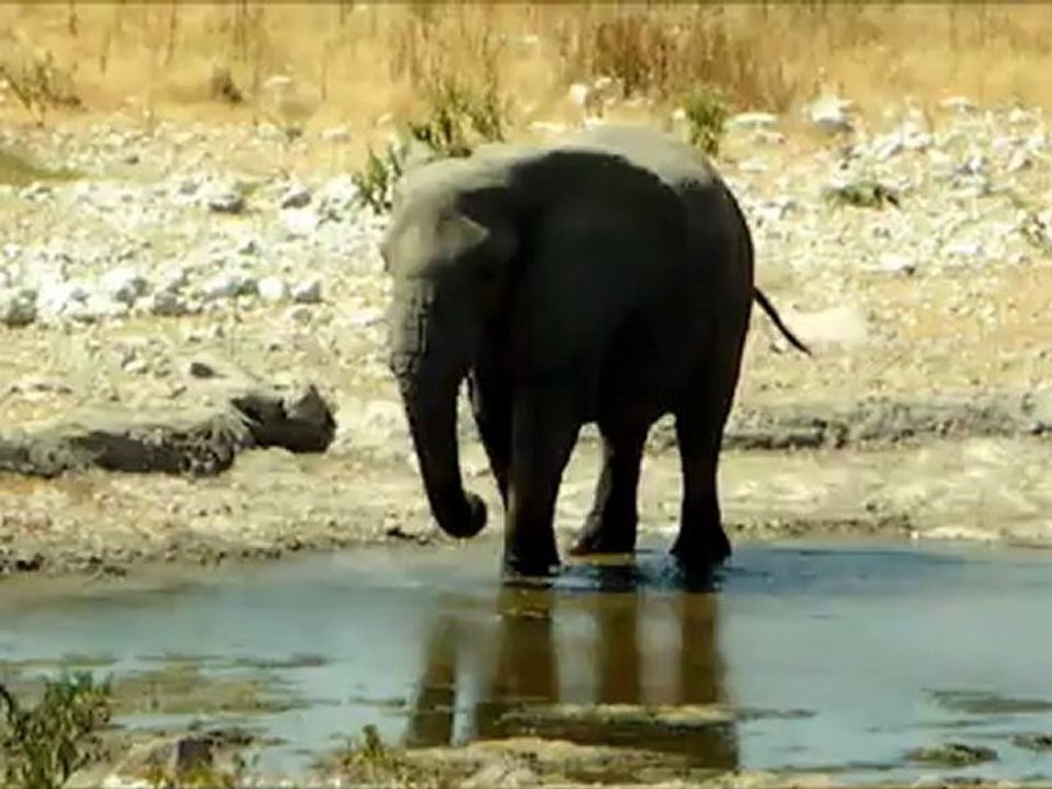 Elephants bain1