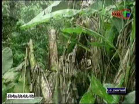 Le point de l’atelier stratégique de la plateforme pour la gestion durable des forêts