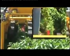 Biber toplama makinası